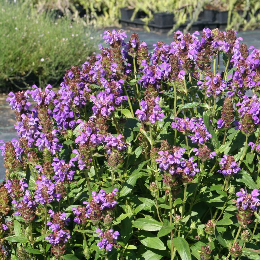Prunella grandiflora