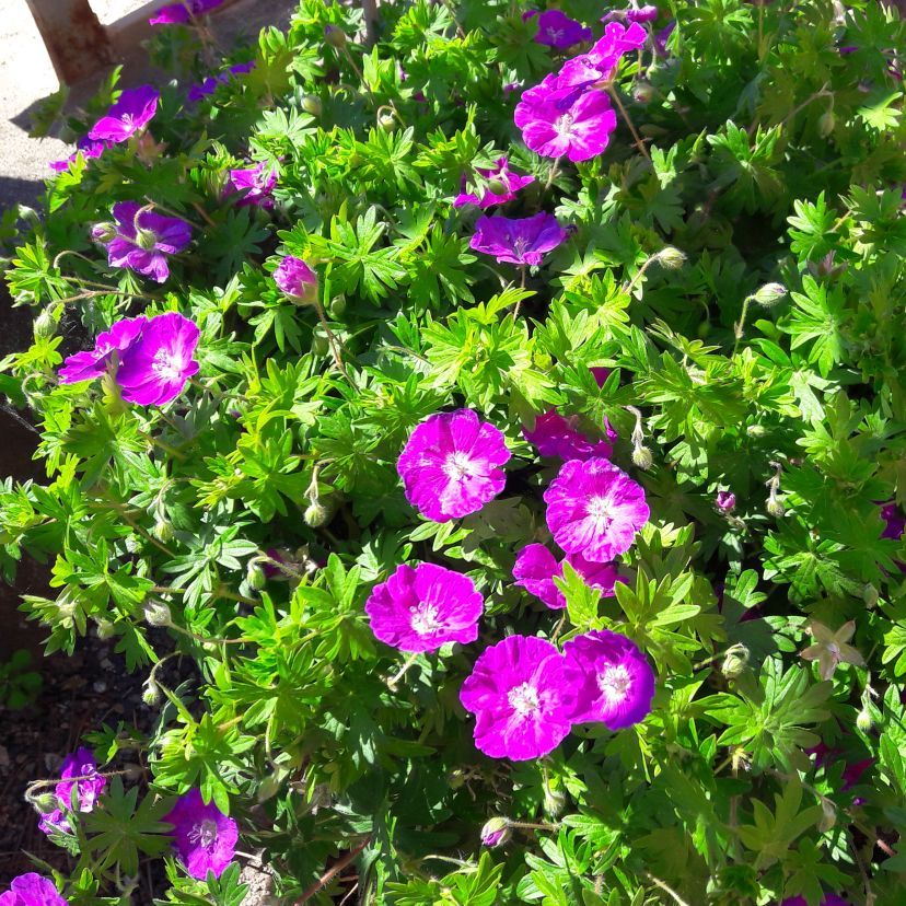 Geranium sanguineum 'Compactum'