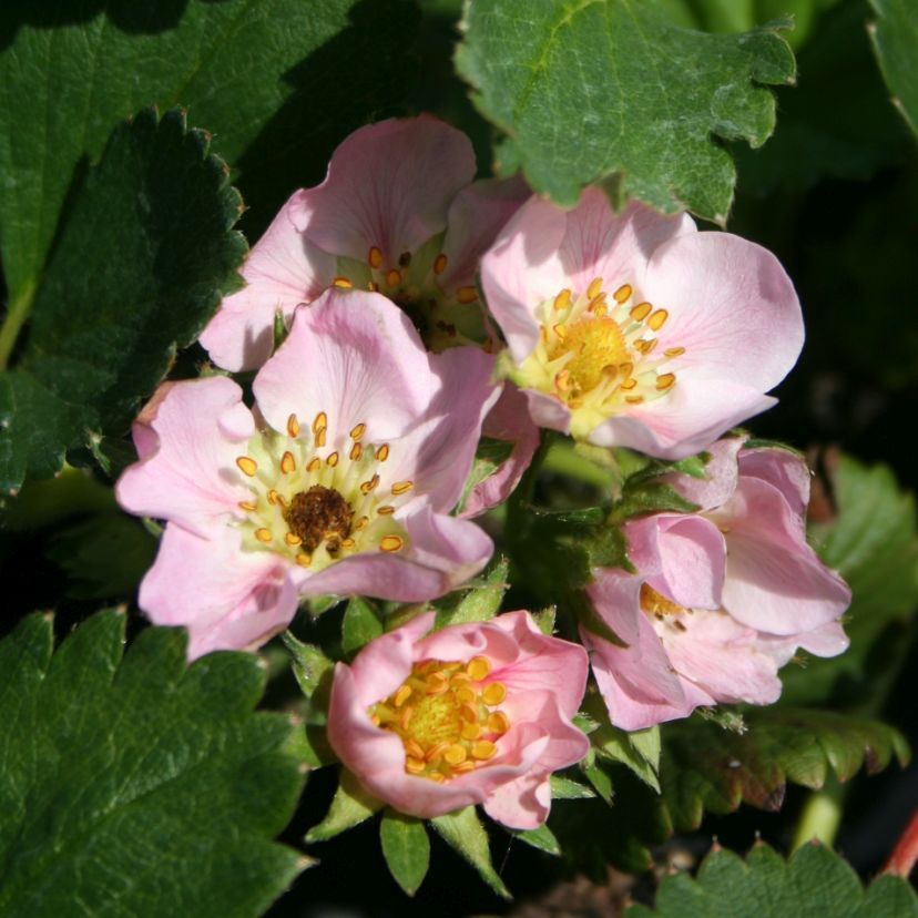 STM - Fragaria x ananassa 'Arriba Rose'