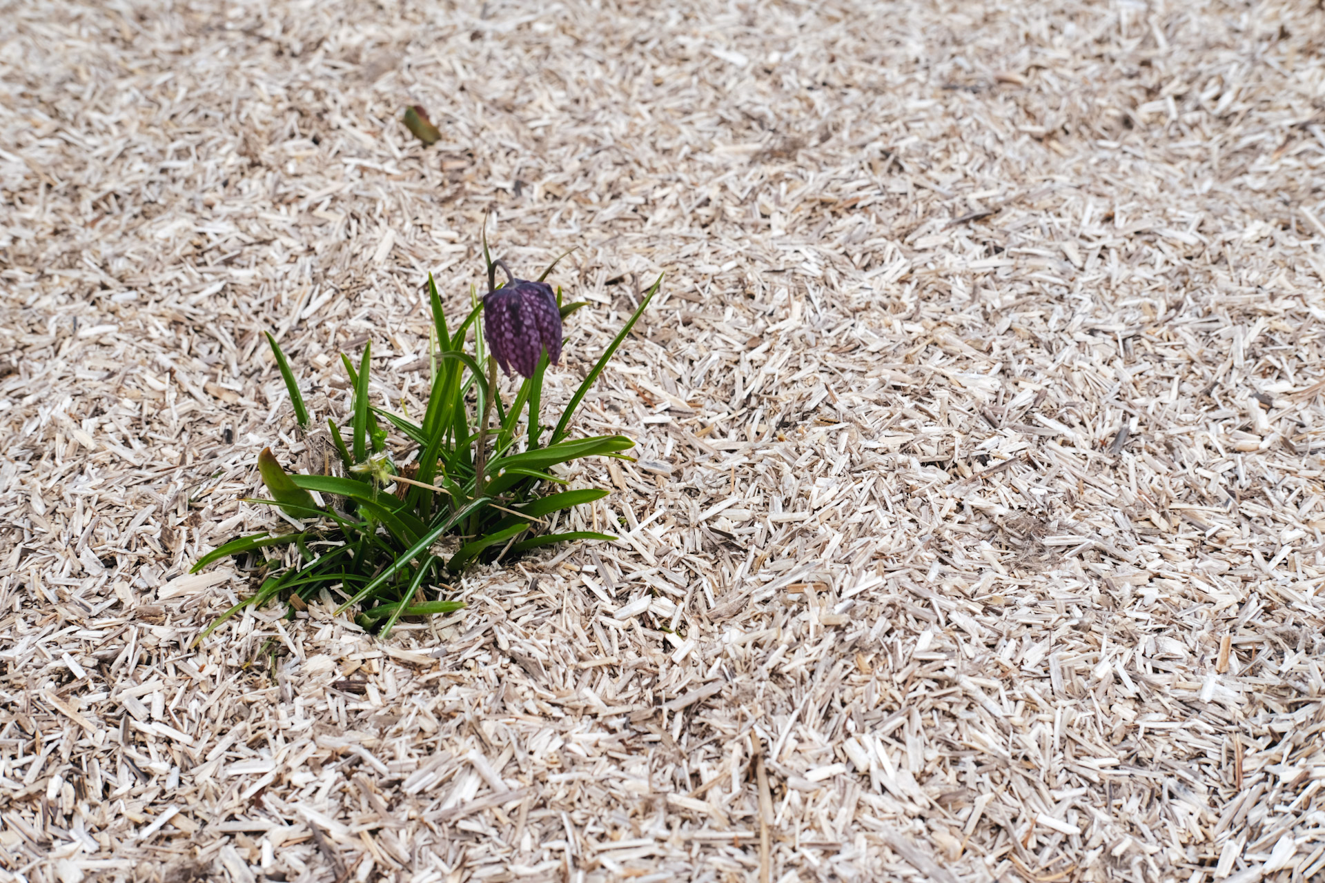 STAUDENMULCH 215  Liter | 4-5m² 