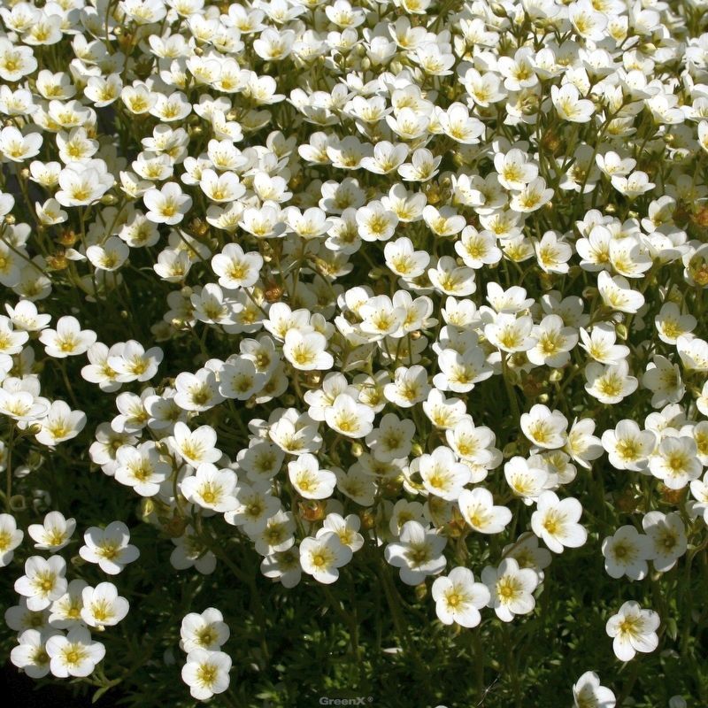 STM - Saxifraga x arendsii 'Schwefelblüte'