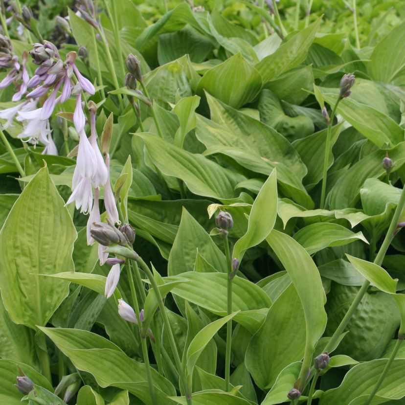 Hosta fortunei 'Albopicta'