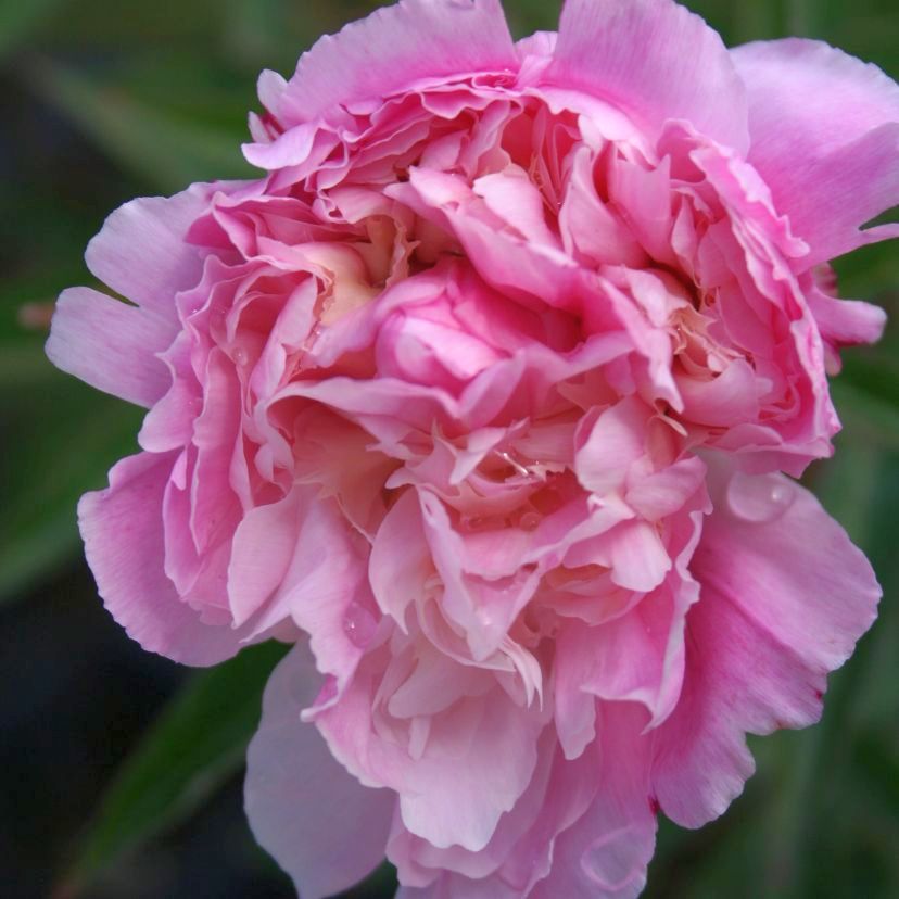 Paeonia lactiflora 'Madame Calot'