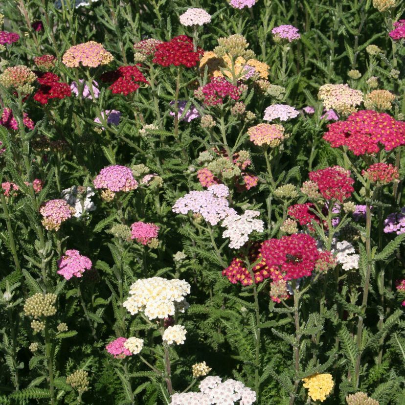 STM - Achillea millefolium 'Colorado'