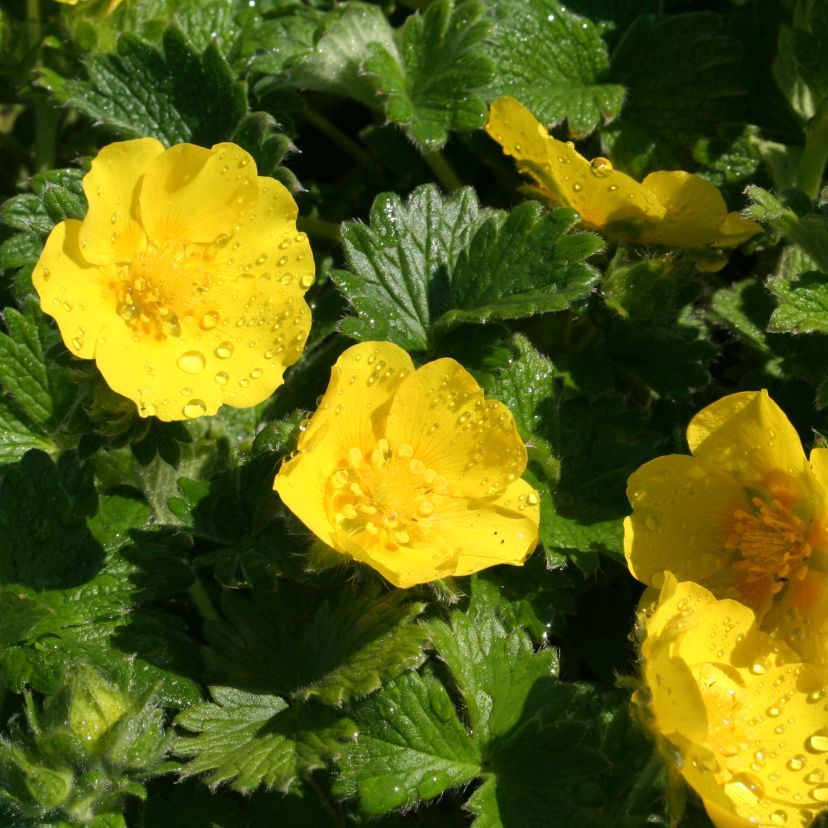 STM - Potentilla megalantha (fragiformis)