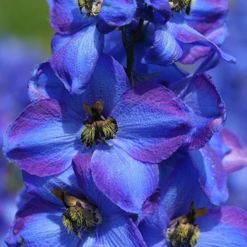 STM - Delphinium cult. 'Waldenburg'