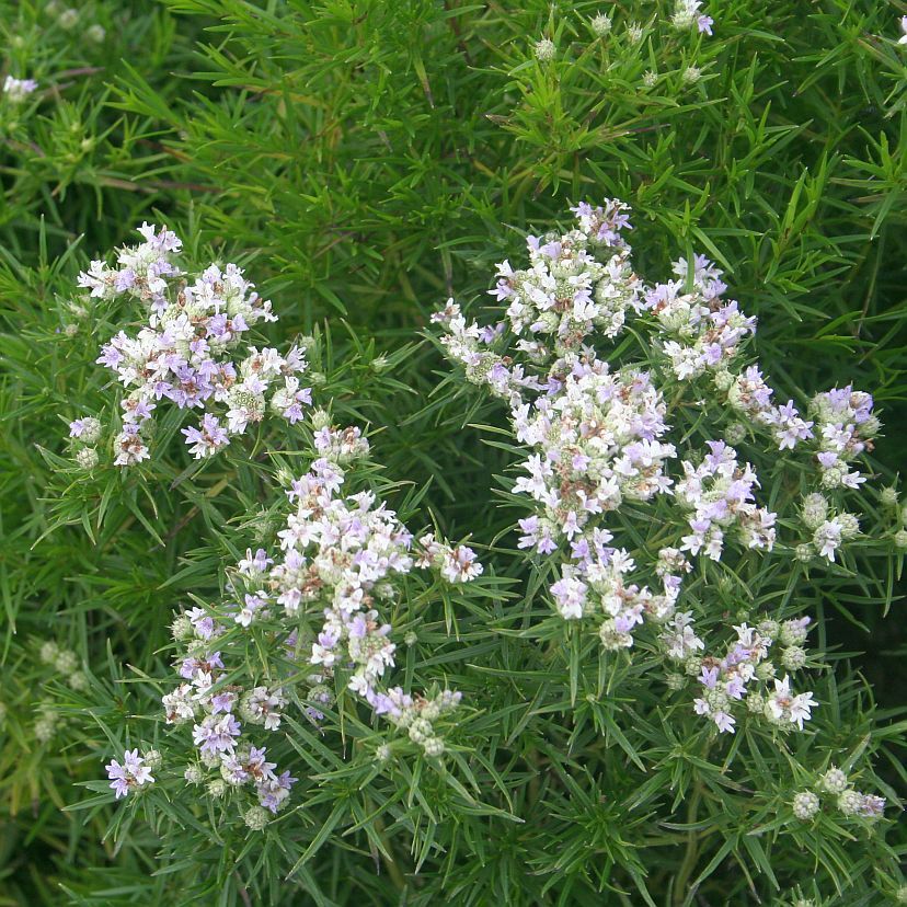Pycnanthemum flexuosum (syn.tenuif.)
