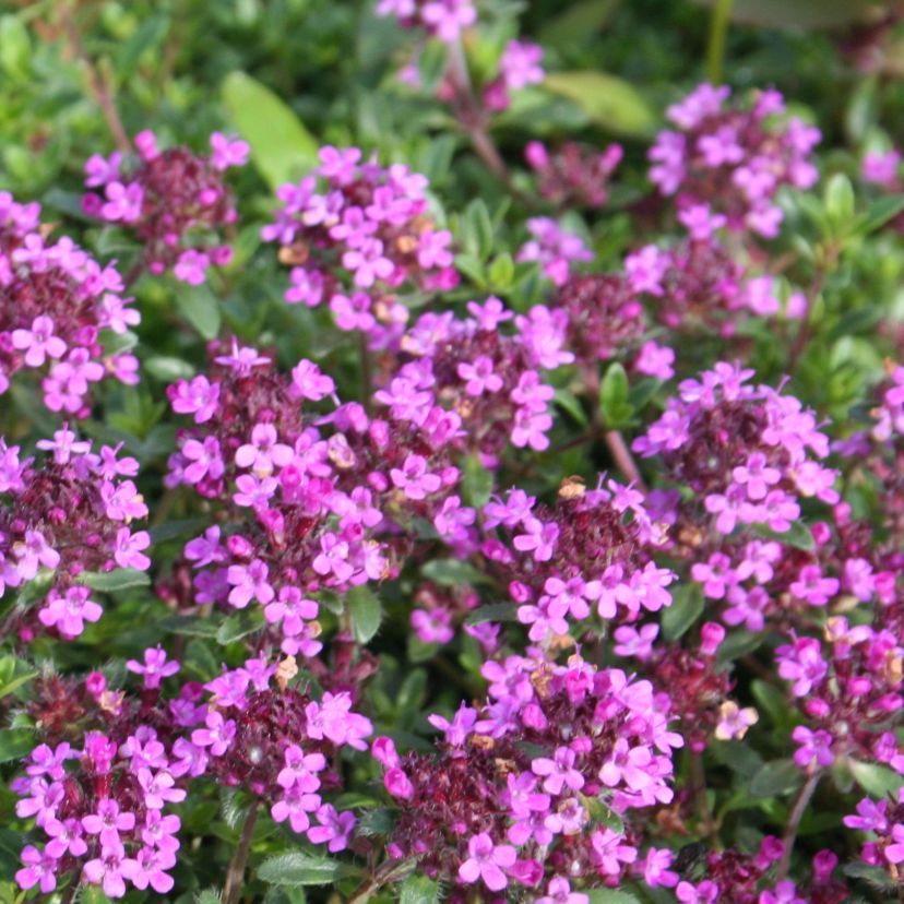 Thymus serpyllum