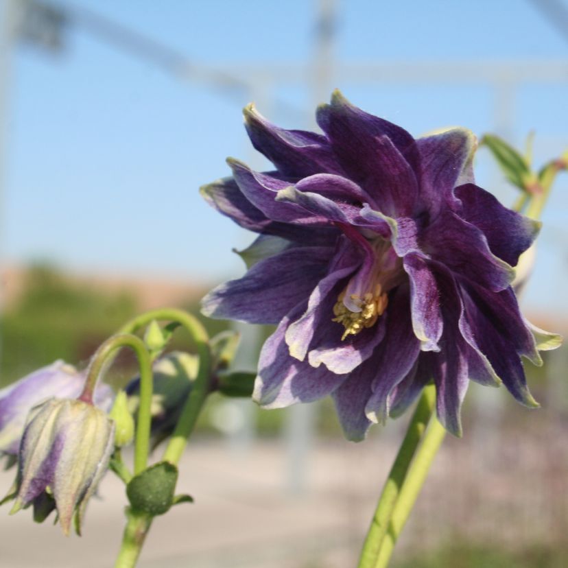Aquilegia vulgaris 'Christa Barlow'