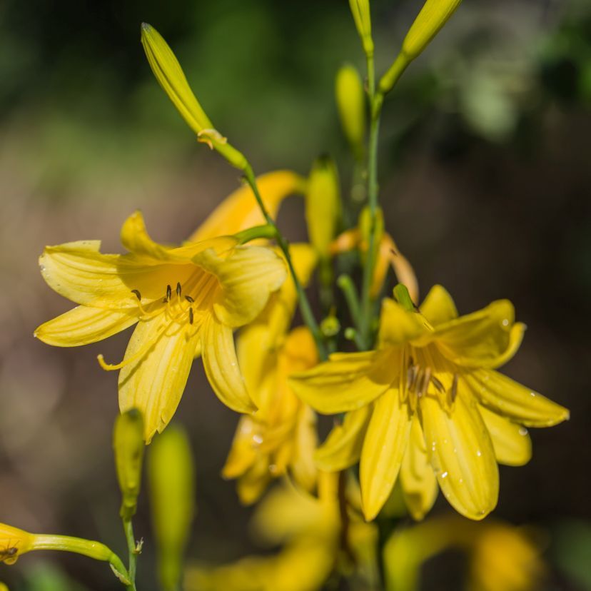 Hemerocallis lilioasphodelus (flava)