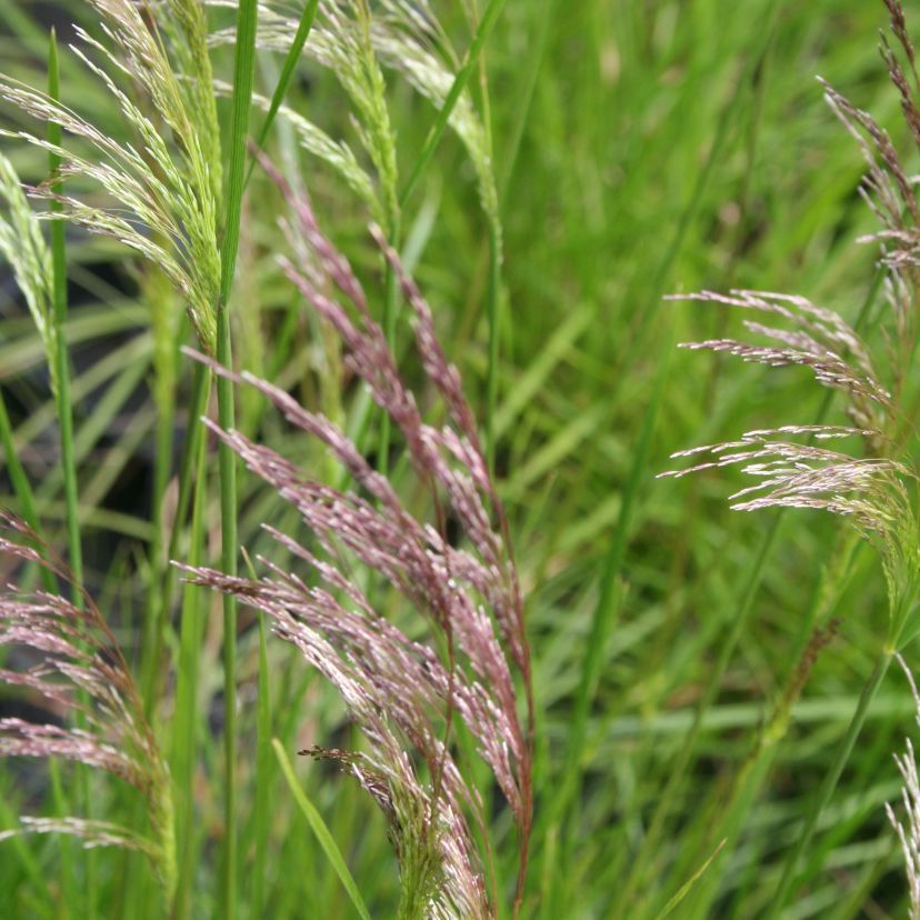 STM - Deschampsia cespitosa 'Schottland'