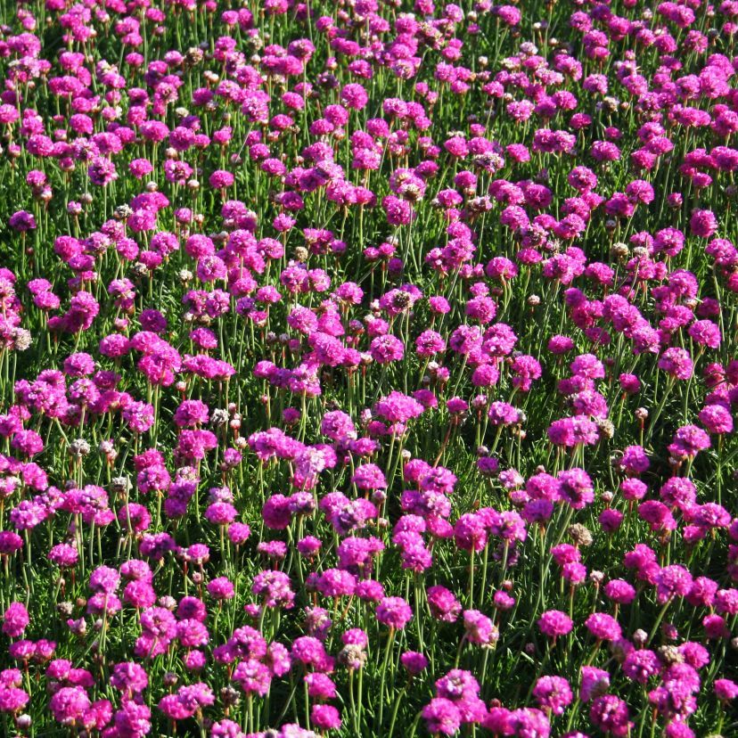STM - Armeria maritima 'Rosa'
