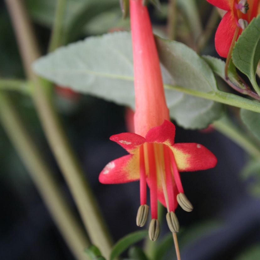Phygelius rectus 'Candydrop Salmon'