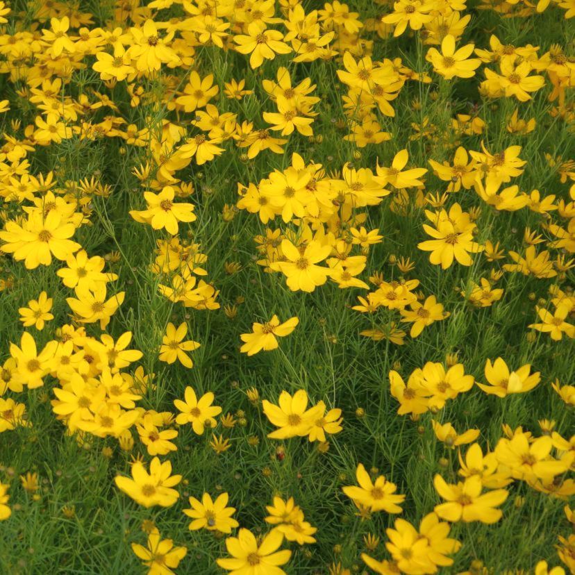 Coreopsis verticillata 'Zagreb'