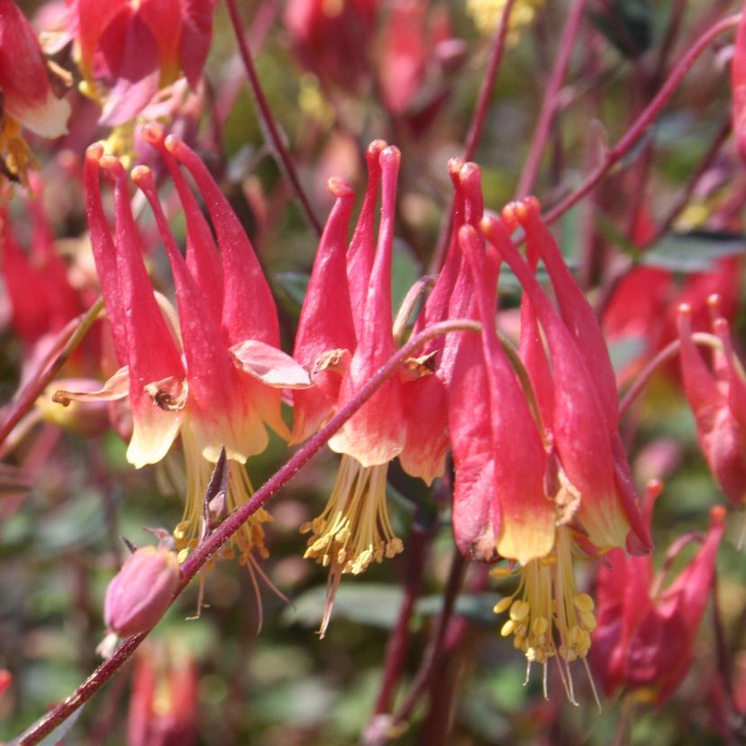 STM - Aquilegia canadensis 'Little Laterns'