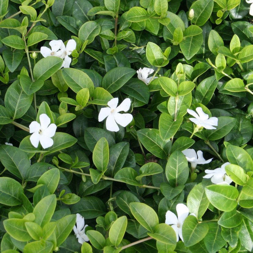 Vinca minor 'Colada'