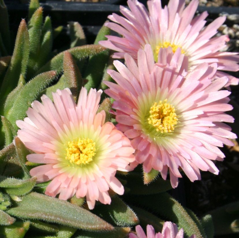 STM - Delosperma sutherlandii 'Peach Star'