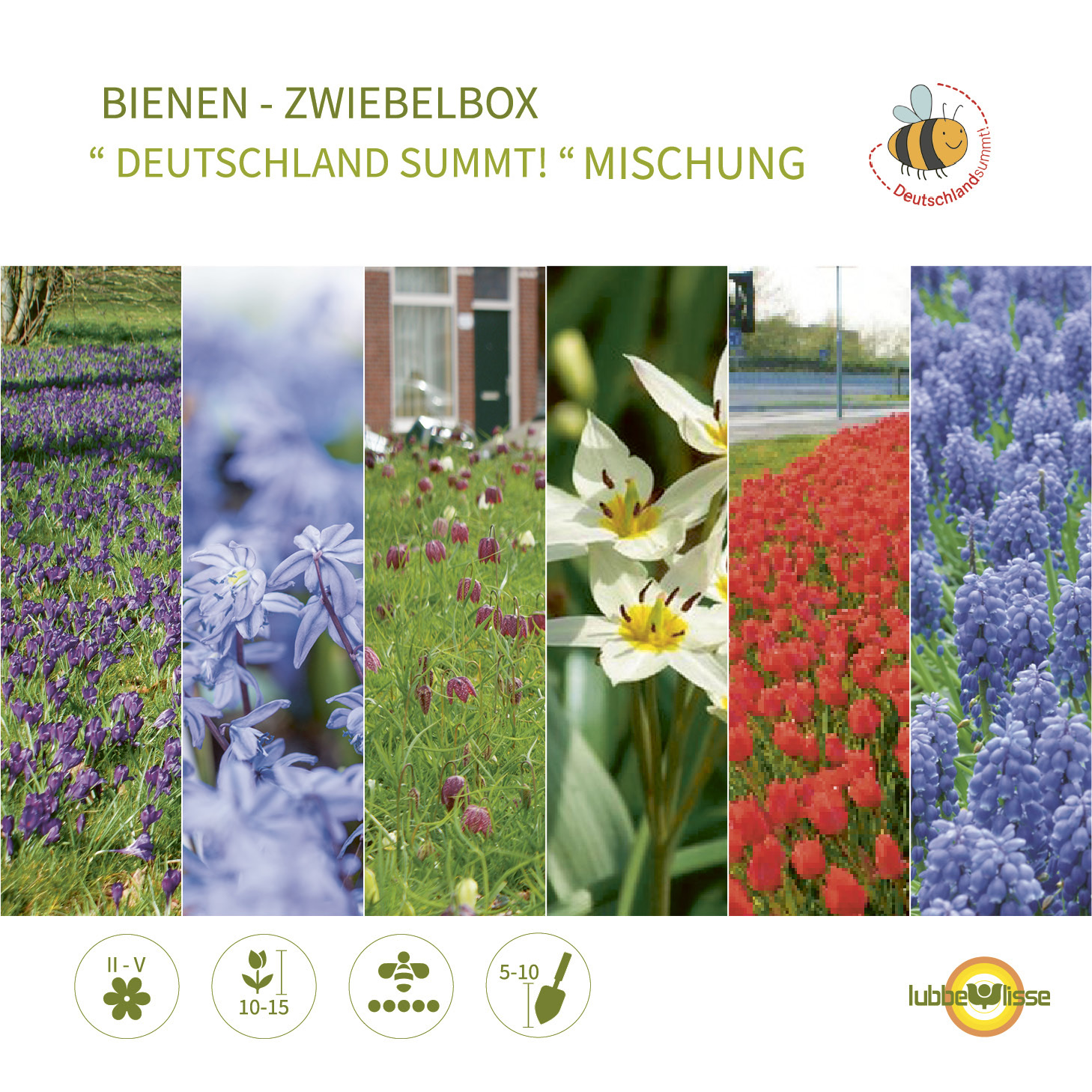 Bienen - Zwiebelbox