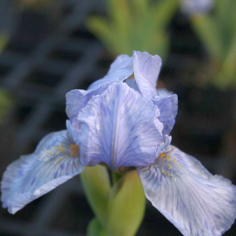 Iris barbata-nana 'Hilmteich'