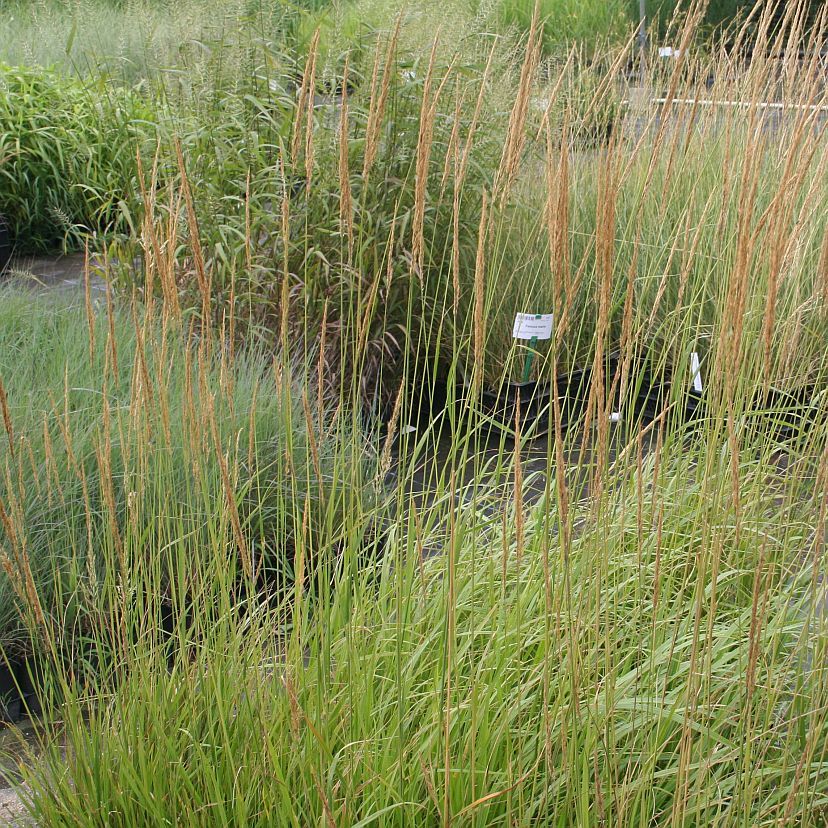 STM - Calamagrostis x acutiflora 'Waldenbuch'