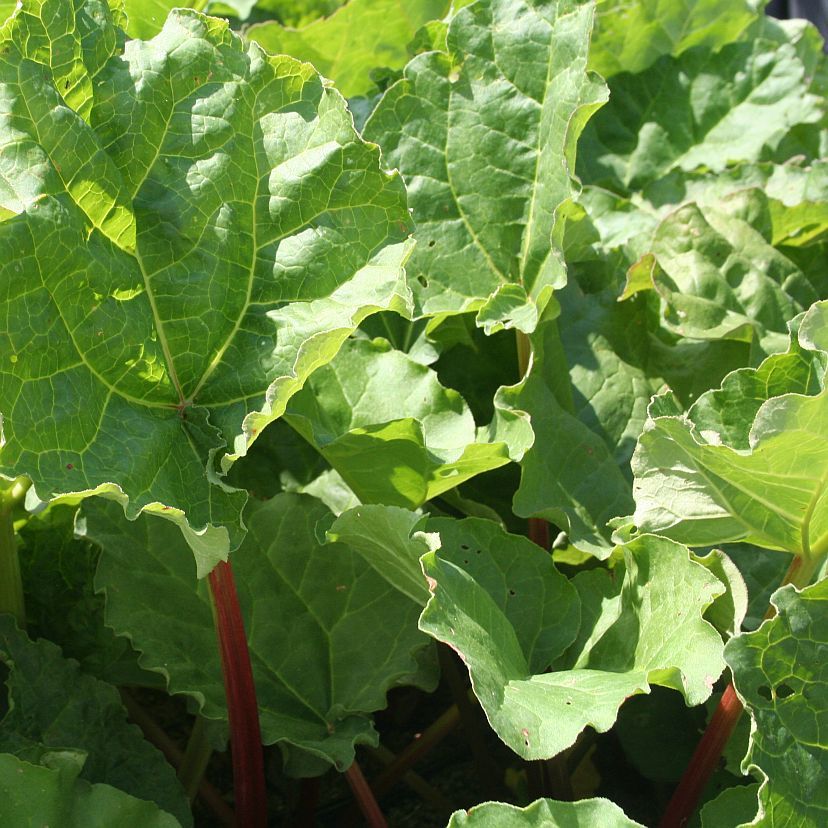 Rheum rhabarbarum 'Red Champagne'