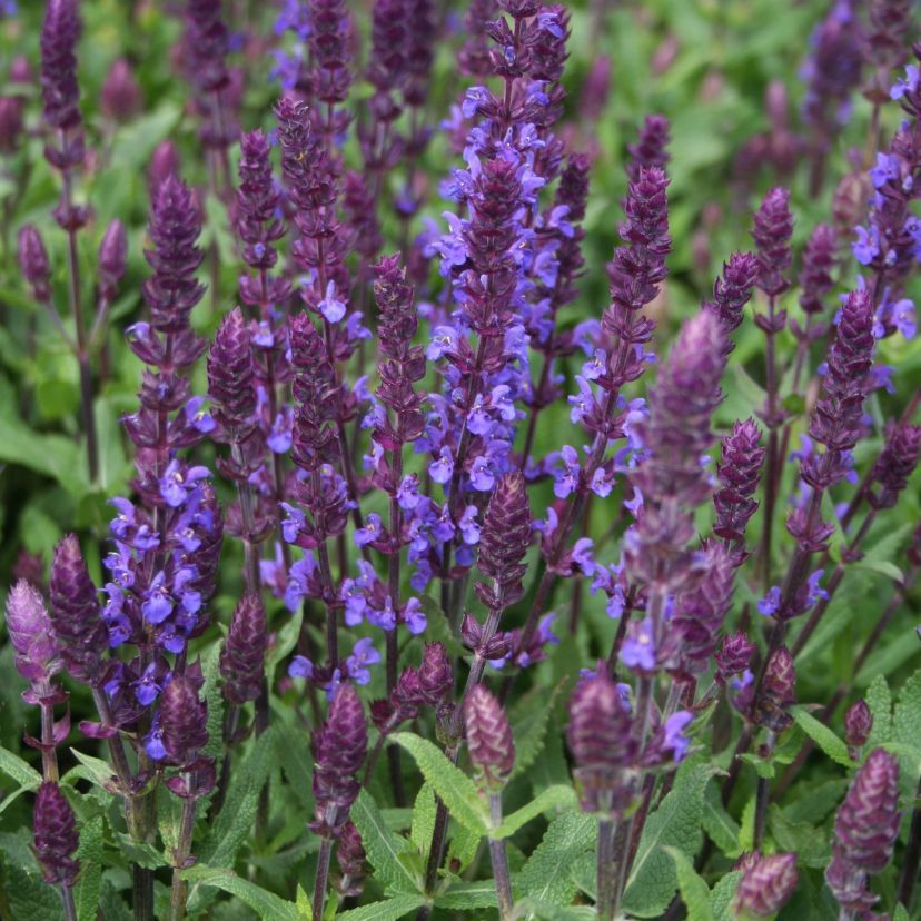 STM - Salvia nemorosa 'New Dimension Blue'