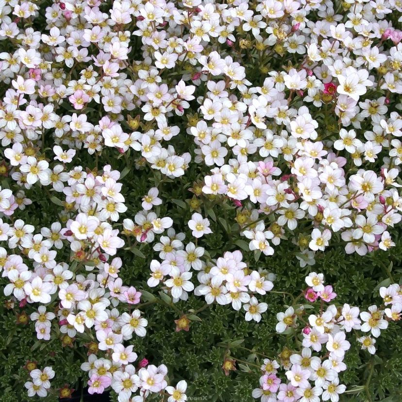 STM - Saxifraga x arendsii 'Variegata'