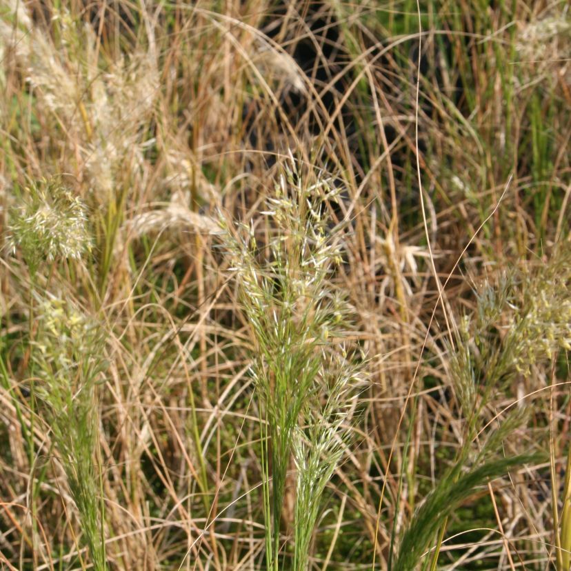 STM - Stipa calamagrostis 'Allgäu'