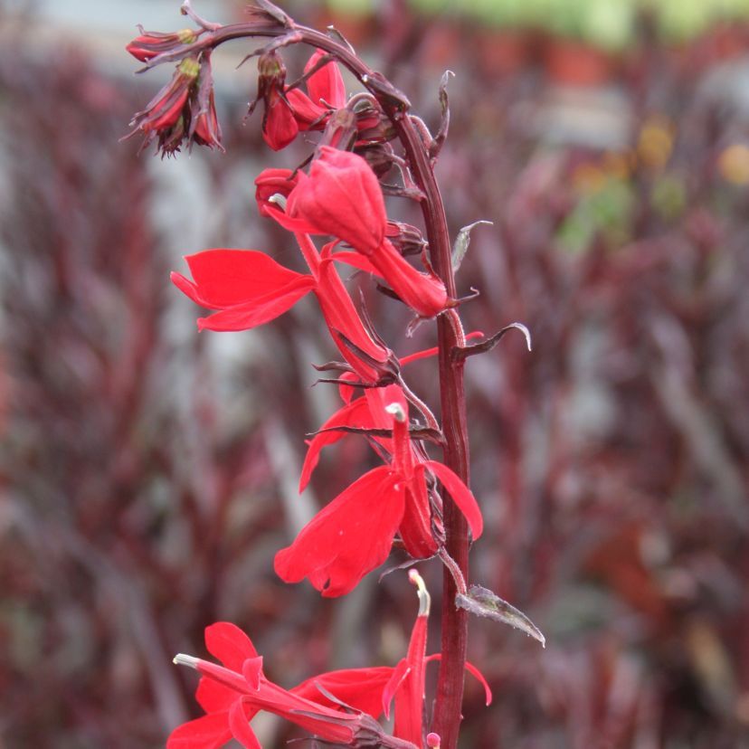 STM - Lobelia splendens 'Queen Victoria'