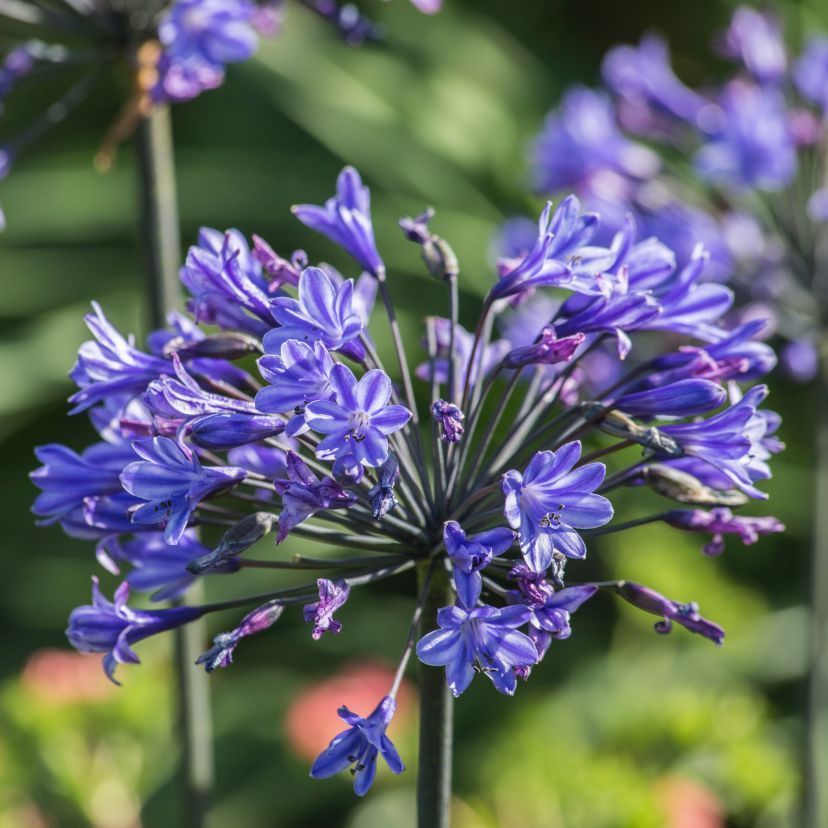 STM - Agapanthus africanus 'Blue Triumphator'