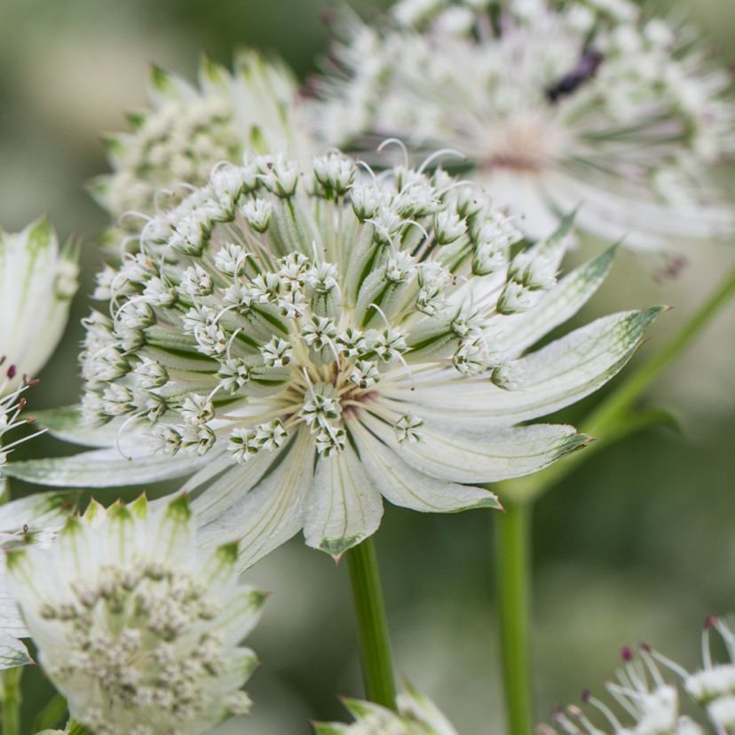 STM - Astrantia major 'Shaggy' syn. 'Margery Fish'