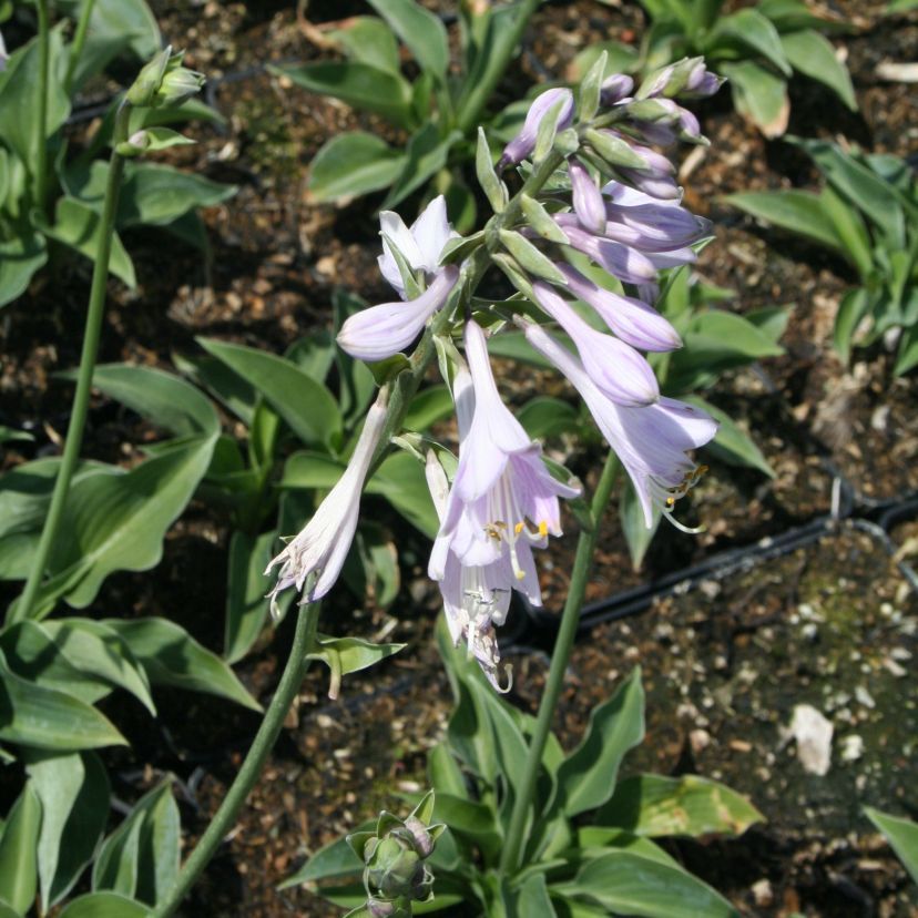Hosta tokudama 'Blue Cadet'