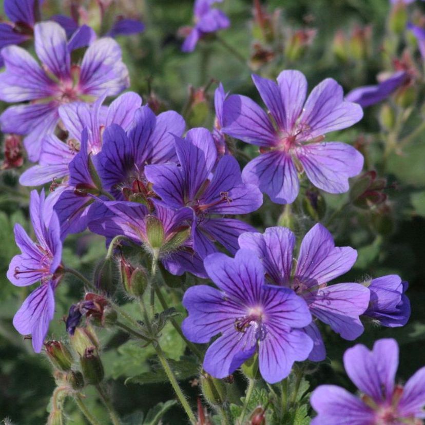 Geranium magnificum 'Rosemoor'