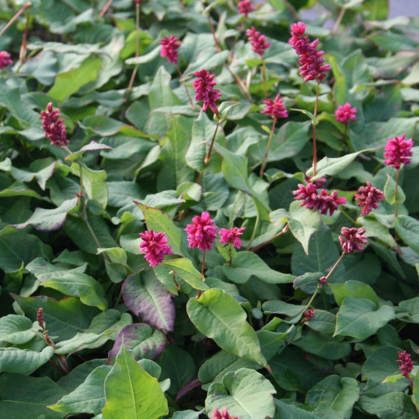 Bistorta amplexicaulis 'Inverleith'