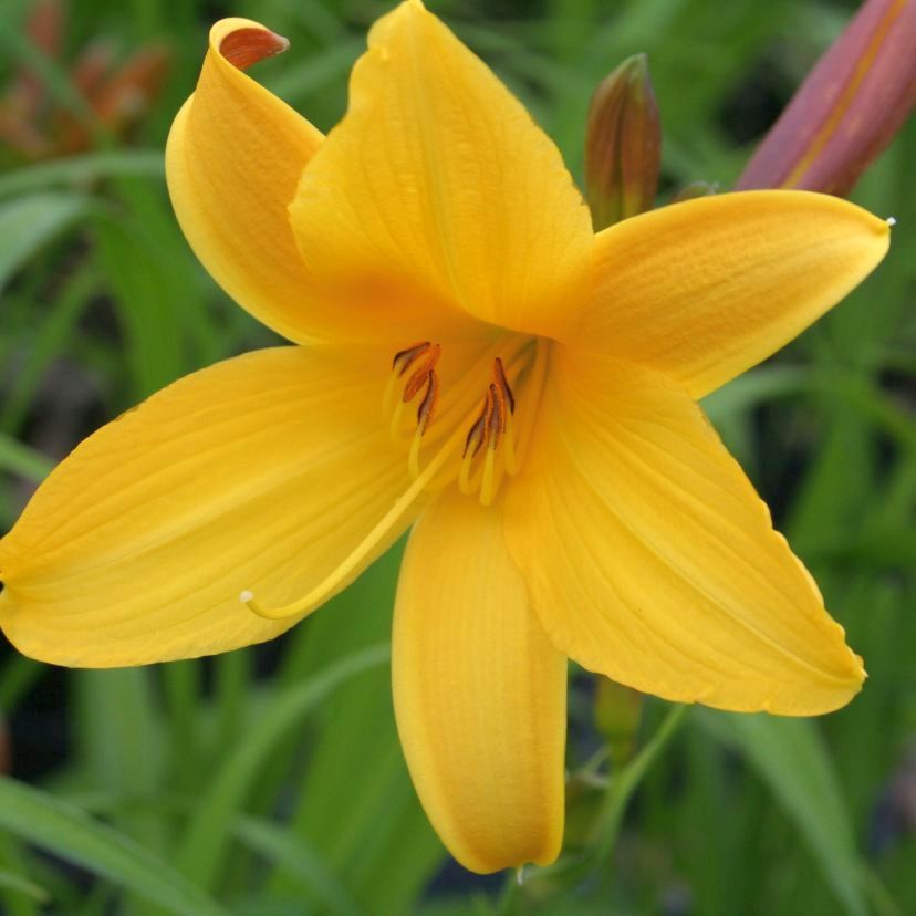 Hemerocallis hybr. 'Maikönigin'