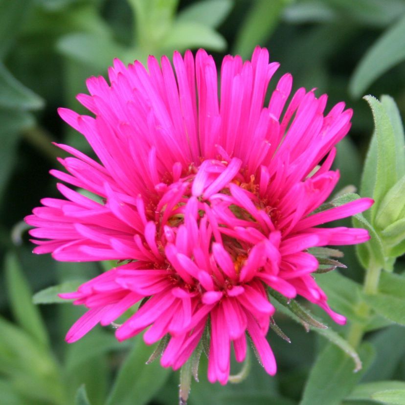 STM - Aster n.- a. 'Alma Pötschke'