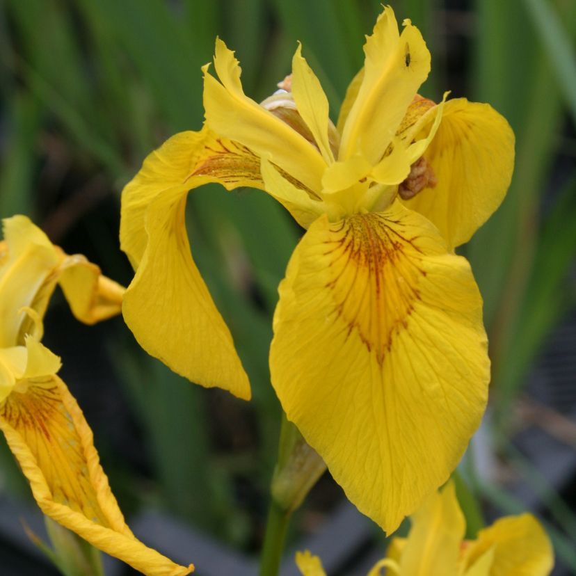Iris pseudacorus