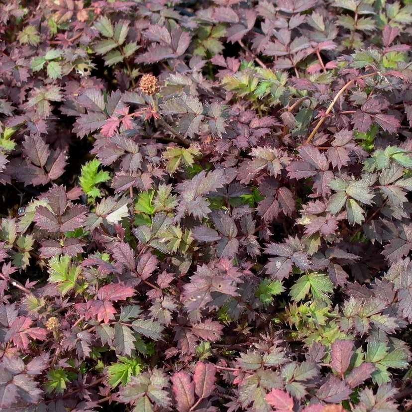 STM - Acaena microphylla