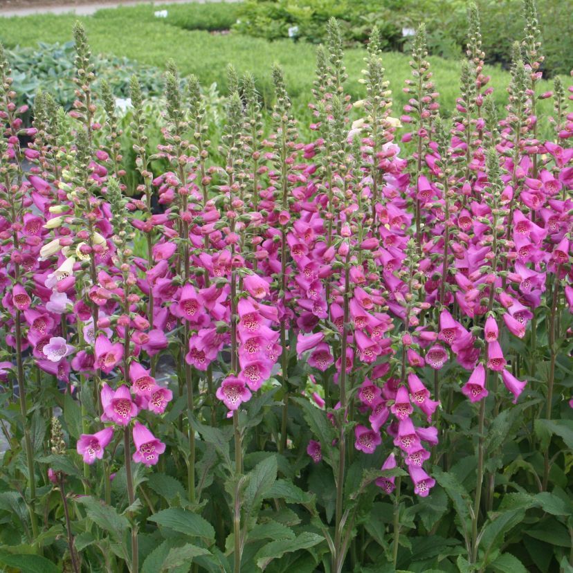 STM - Digitalis purp. 'Virtuoso Rose'
