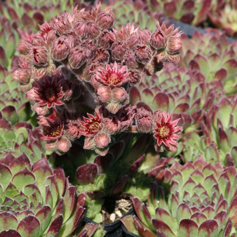 Sempervivum-Hybride 'Noir'