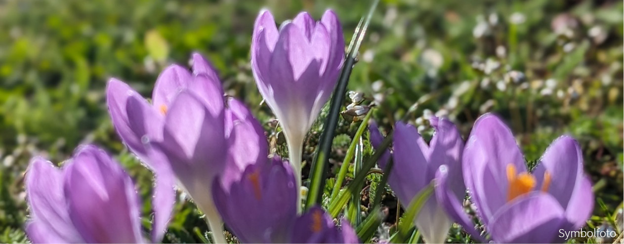 Blütensteppe rot-weiß - Zwiebel-und Knollenmischung