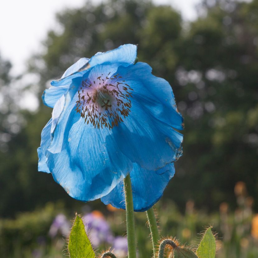 STM - Meconopsis x sheldonii 'Lingholm'