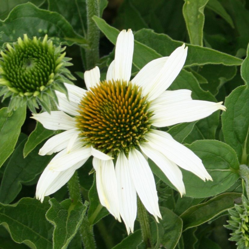 STM - Echinacea purp. 'Alba'