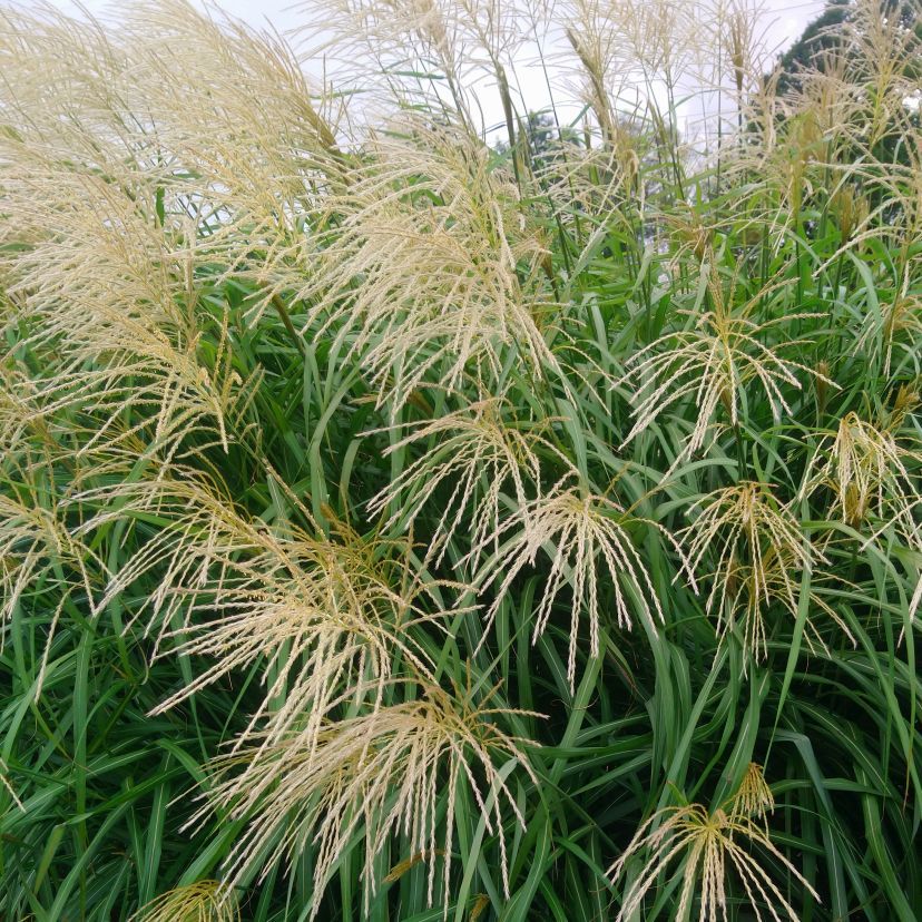 Miscanthus sinensis 'Silberfeder'