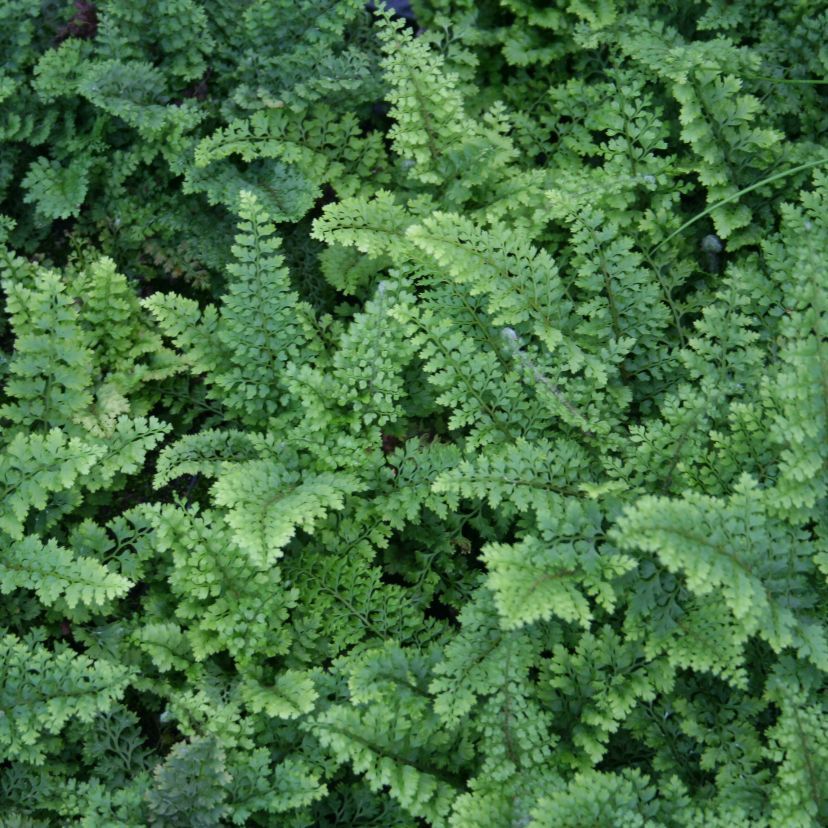 Polystichum set. 'Plumosum Densum'