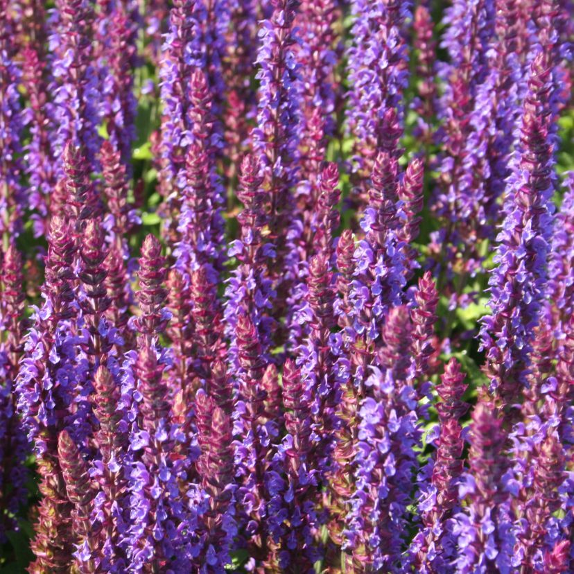 Salvia nemorosa 'Ostfriesland'