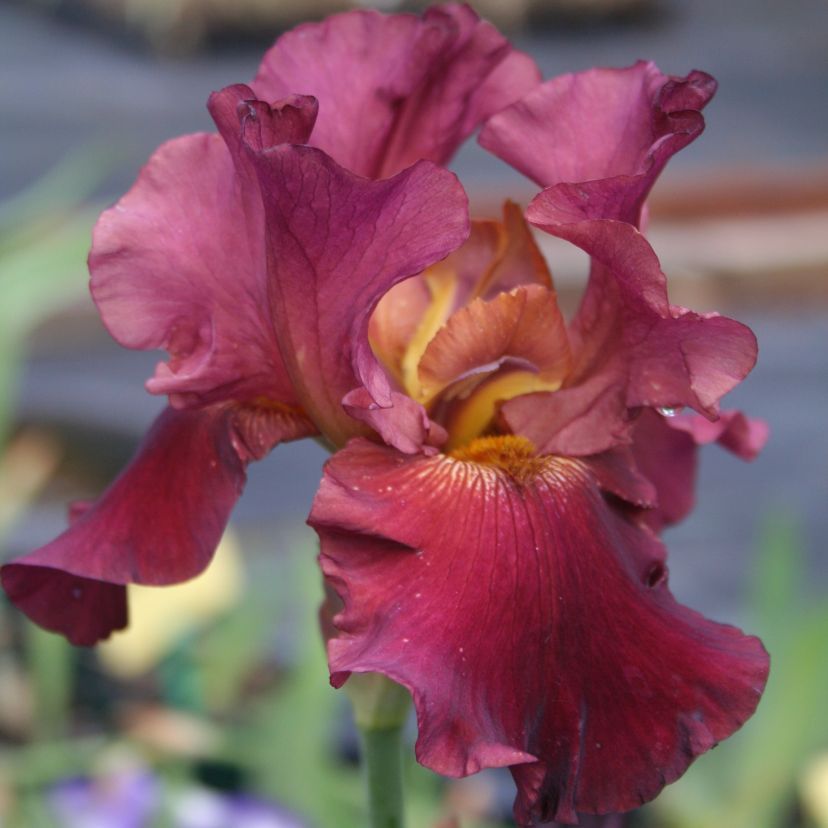 STM - Iris barb.- elat. rot