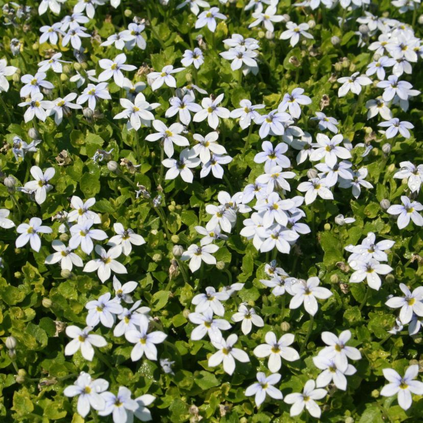 STM - Pratia pendunculata