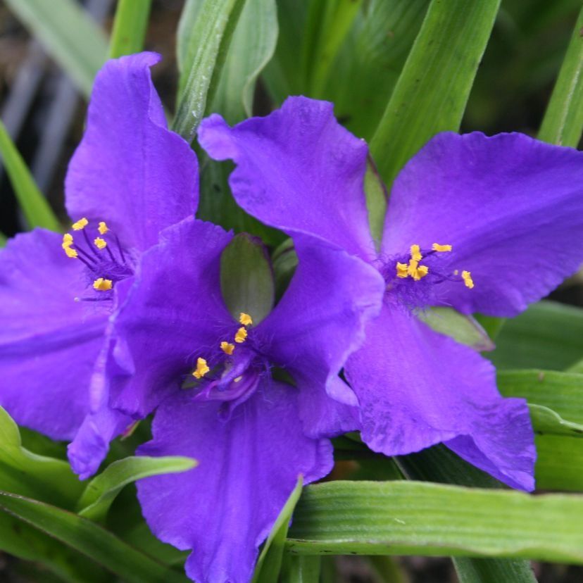 STM - Tradescantia x anders. blau