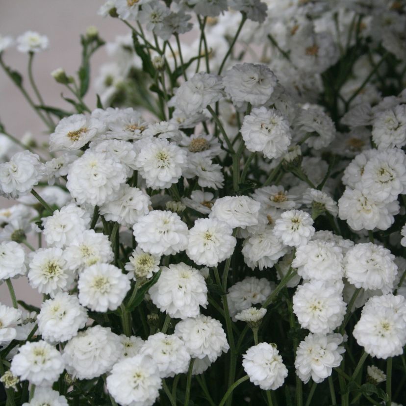 STM - Achillea ptarmica 'The Pearl'